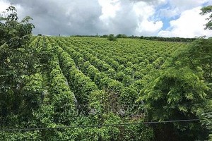 嘉莱省的胡椒园正按有机方向耕作。