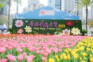 香港花卉展览以秋英为主题花