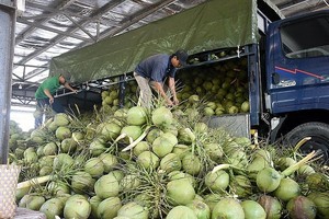 越南椰子价格同比翻倍