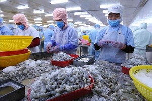 预计2025年，虾类出口金额可达43亿至45亿美元。（图：越通社）