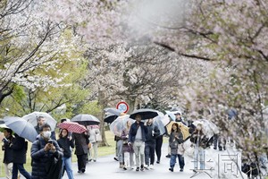 人们漫步雨中赏樱。（图：共同社）