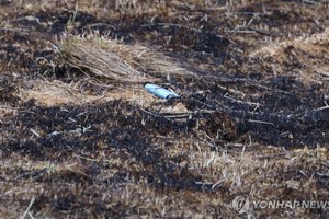 3月29日，在庆尚北道义城郡，疑似森林大火的起火地点发现打火机。（图：韩联社）