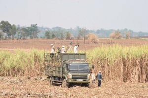 嘉莱省克邦县义安乡农民收获2024-2025年造甘蔗。