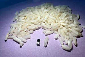 比米粒更小的临时起搏器