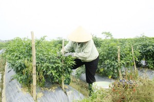 农民须清早采摘辣椒出售给商贩。