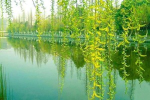 （示意图：互联网）