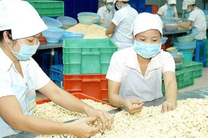 粗加工腰果出口。