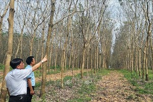 枯萎的橡胶林。（图：越通社）