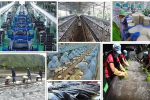 苏林总书记发表署名文章《越南经济发展新动力》