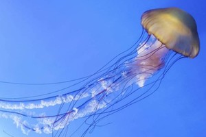 警惕在芽庄海滩出现火水母