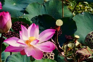 《夏日风情》 陈蒋仪 摄