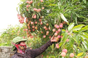 荔枝园开始成熟。