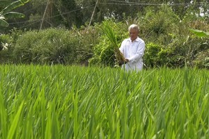 农民在鸟栖国家公园缓冲区内种植的大生态稻田。（图：玉福）
