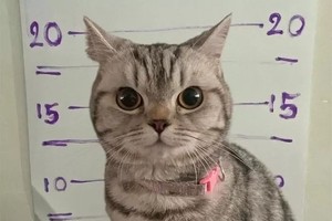 「农纳唐」入案照。