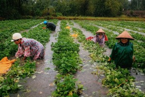 广南省维川县维义乡农夫们冒雨暴雨洪涝收获红薯。（图：春英）
