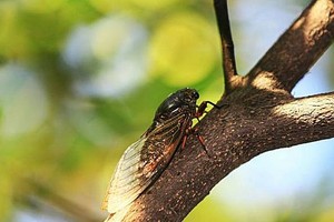 （示意图：互联网）