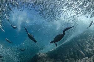 鸟类在海洋中被拍到，它们刚刚潜入水中捕食鱼类。（图：联合国）