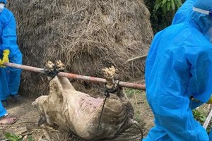 自7月初以来，广义省张光重坊爆发非洲猪瘟疫情，当地政府已销毁22头病猪。（图：张光重坊）