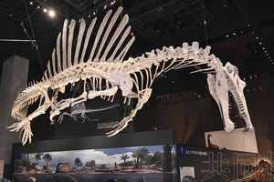 福井县立恐龙博物馆首次展出棘龙骨架