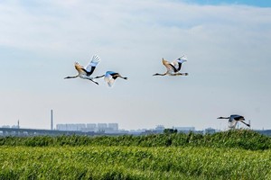 图为丹顶鹤在中国辽宁省营口永远角湿地仙鹤湾上空飞翔。（图：新华社）