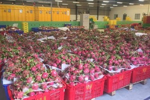 出口火龙果仓库。（图：青玄）