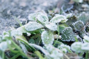 当地文化和旅游部门负责人斯里‧乌泰咪表示，19日清晨的霜冻尤为明显。（示意图：互联网）