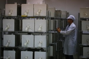 全球最大的蚊子工厂近日在巴西帕拉那州库里蒂巴健康科技园正式运营。（图：互联网）