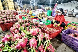 输往欧洲蔬果手续已解决。（图：VGP）