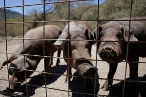 西班牙非洲猪瘟疫情持续扩散，官方2日确认该国死于非洲猪瘟的野猪已增至9头。（示意图：互联网）