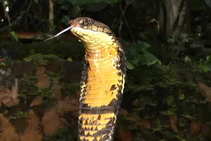 Giải cứu, thả 12 cá thể động vật hoang dã về rừng