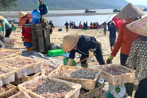 Cá cơm được ngư dân đánh bắt đưa vào bờ tiêu thụ 