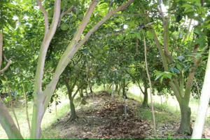 Khai thác tiềm năng, lợi thế để phát triển du lịch sinh thái ở Minh Thạnh, TPHCM