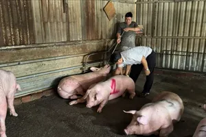 TPHCM: Phát hiện các vụ vận chuyển, giết mổ gia cầm, gia súc bị nhiễm bệnh