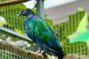 Ghi nhận hình ảnh bồ câu Nicobar quý hiếm tại Vườn quốc gia Côn Đảo