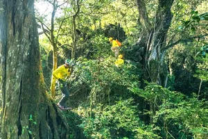 Quần thể hang động triệu năm vừa thức giấc ở Quảng Trị