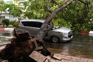 Dông lốc làm cây xanh bật gốc, đè trúng ô tô đang lưu thông