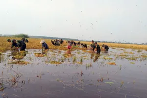 Cán bộ, chiến sĩ nỗ lực gặt lúa, giúp người dân hạn chế thiệt hại do mưa lũ