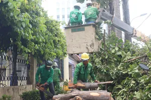 Cắt tỉa cành hàng ngàn cây cổ thụ ở TPHCM