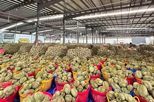 Xuất khẩu rau quả đạt gần 7,4 tỷ USD trong 9 tháng năm 2026