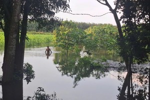 瑞河水库泄洪，胡志明市濠庄乡新茹村农民的果园、房屋被淹近1米高。 