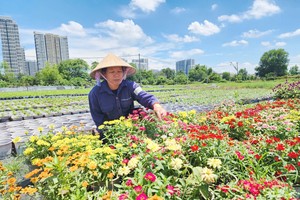 胡志明市龙平坊阮氏清垂正照料为2026年农历春节市场需求服务的花卉。