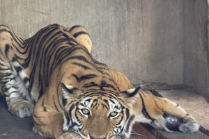 圈养在场所内的老虎。