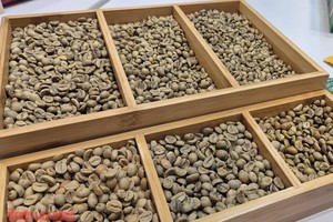 咖啡价格进入收获季节时大幅下跌。