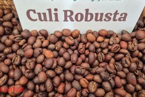 罗布斯塔咖啡。