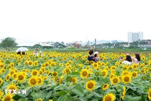 广义省安富乡的向日葵花田近日成为“打卡热点”。