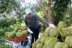  2025年越南榴莲产业实现突破性增长，出口额约达40亿美元。