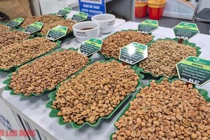 越南特产阿拉比卡咖啡。