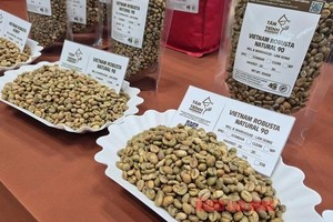  越南罗布斯塔咖啡。