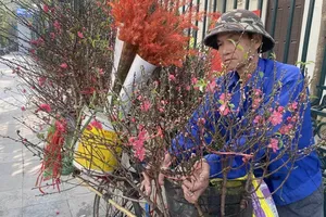 河内市民运送春节桃花到该市咸龙街出售。