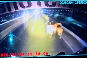 牛群在永好-藩切高速公路车道间惊慌乱跑。图片摘自行车记录仪